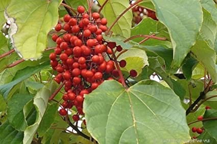 Igiri Tree, (Chinese Wonder) Idesia polycarpa, 150 Tree Seeds (Fast, Edible, Showy) : Amazon.co.uk: Garden & Outdoors
