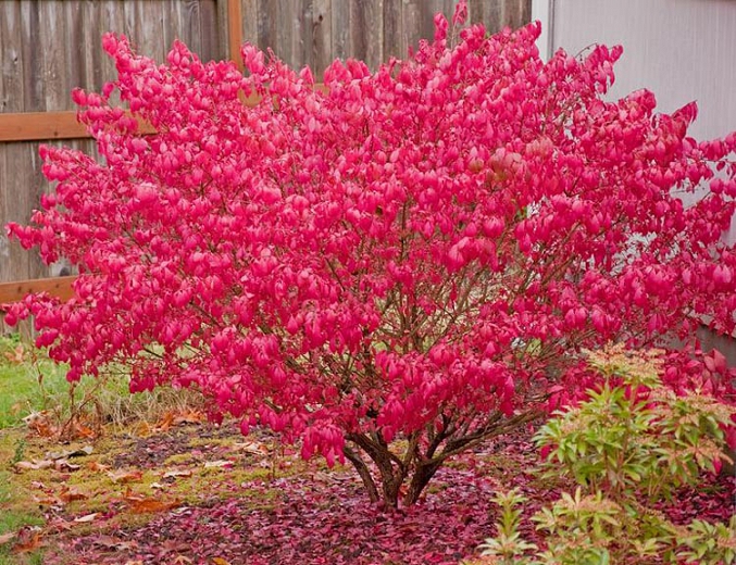 Euonymus alatus (Burning Bush)