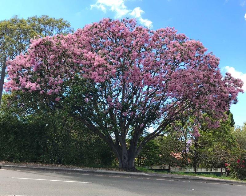 Calodendrum capense, Cape Chestnut