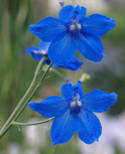 Delphinium pylzowii