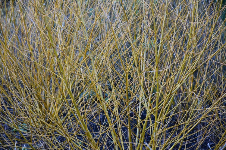 Salix alba var. vitellina 'Golden Ness',Golden Willow 'Golden Ness', Salix alba 'Ness', Deciduous Shrubs, Foliage, Fall color, Winter color, Yellow bark, Yellow Bark