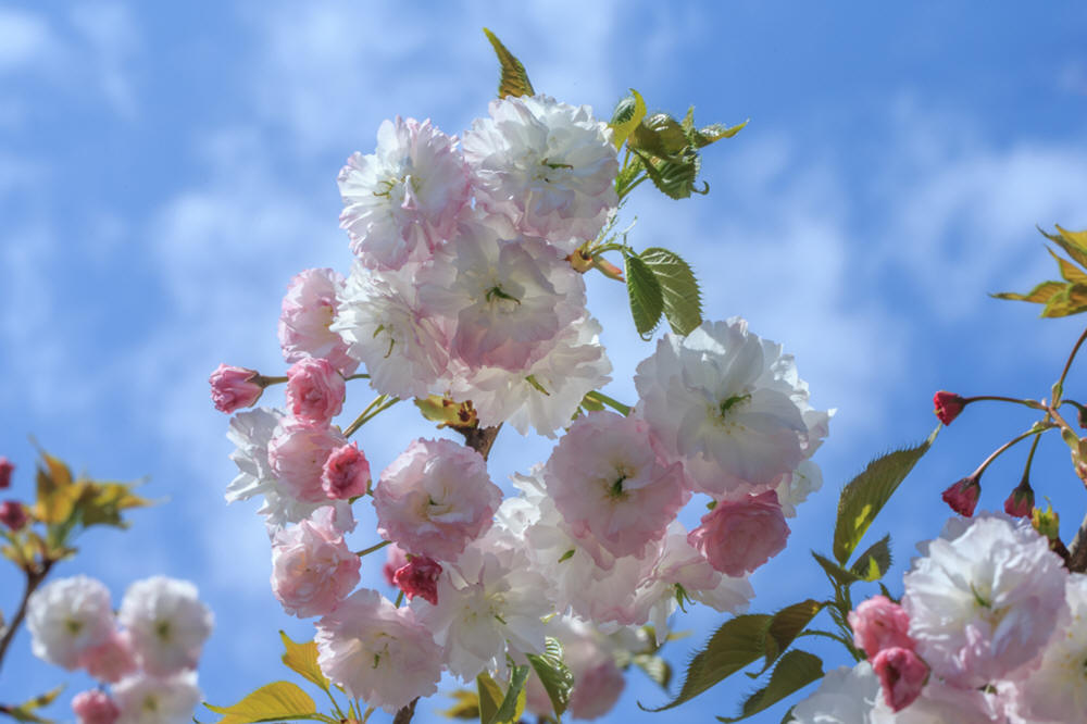 Prunus 'Fugenzo' Flowering Cherry - Heritage Fruit Trees