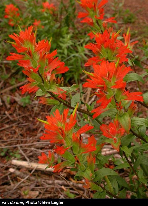 800-Bold-Castilleja Miniata var Dixonii (Ben Legler) 4.jpg