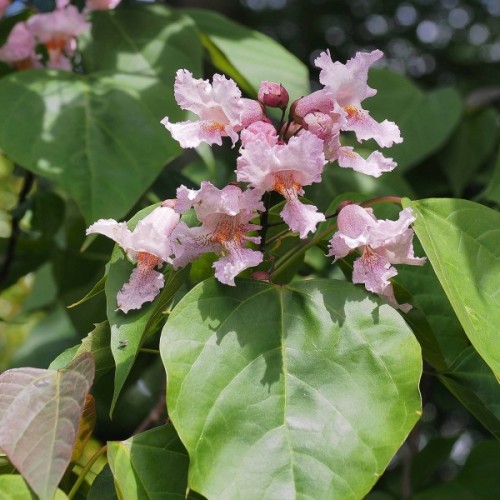 Chinese Bean Tree (Catalpa Fargesii) 50 seeds