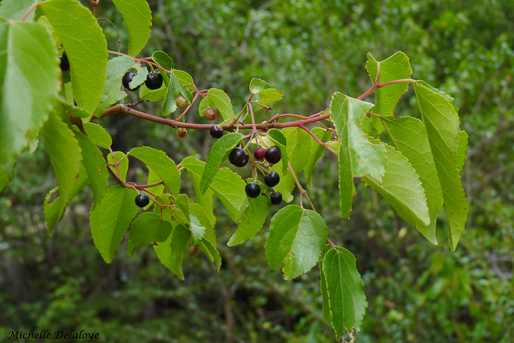 Chilean Wineberry (Aristotelia chilensis) · iNaturalist