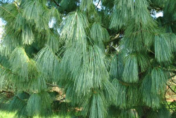 Pinus wallichiana | Himalayan pine, Bhutan pine, Blue pine - Van den Berk Nurseries
