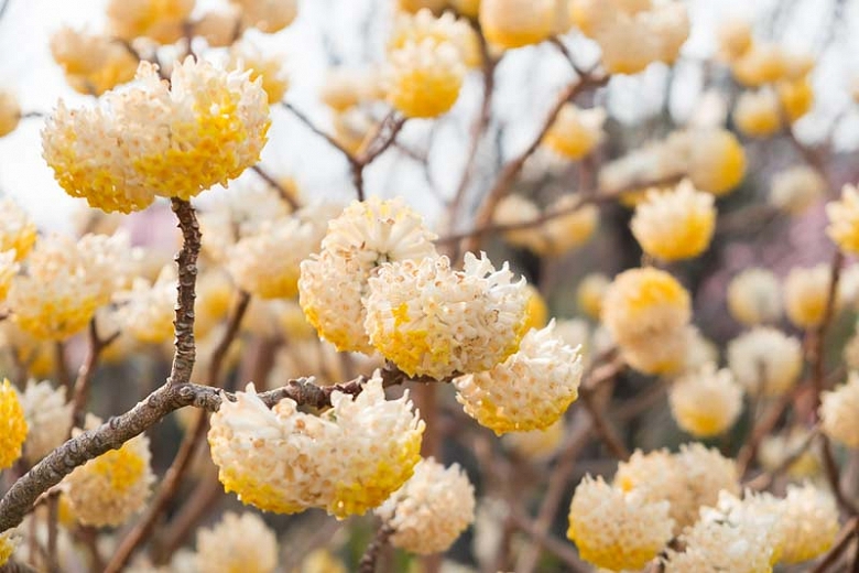 Edgeworthia chrysantha (Paperbush)