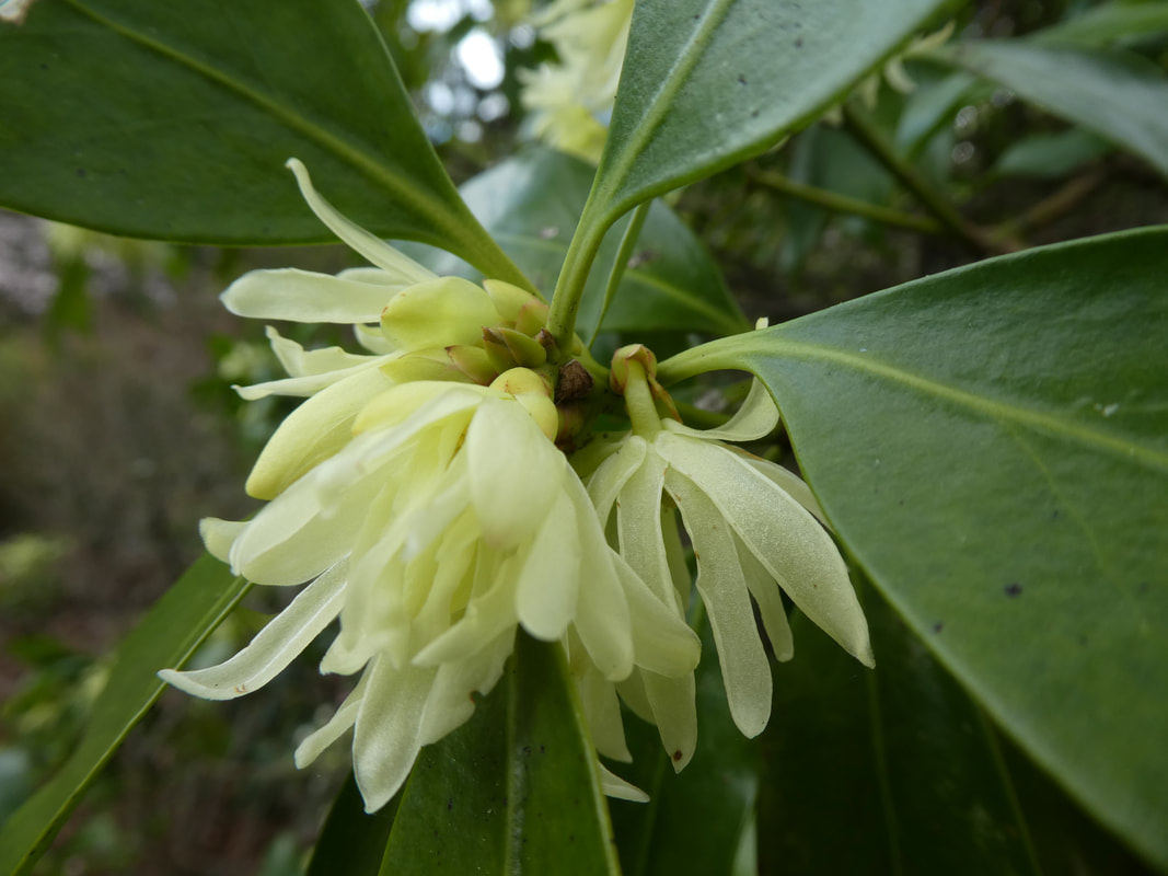 Illicium anisatum - Art and Science of Horticulture