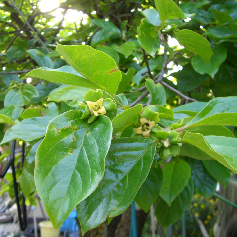 Fil:Diospyros kaki ja01.jpg – Wikipedia