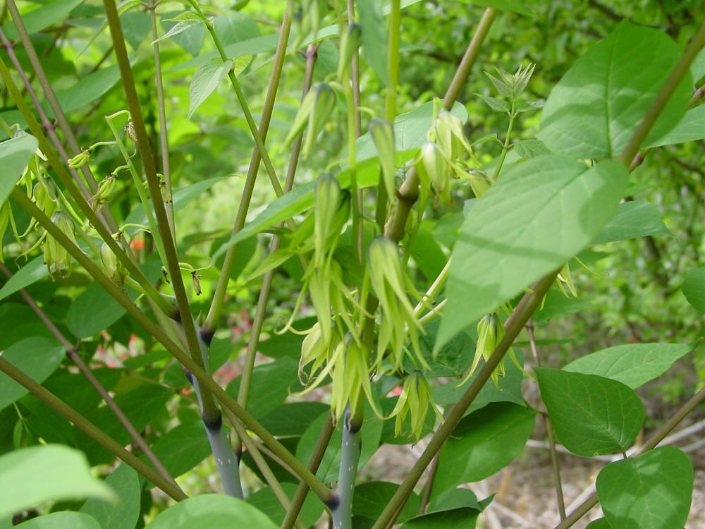 DECAISNEA FARGESII - Il Giardino Azienda Floricola