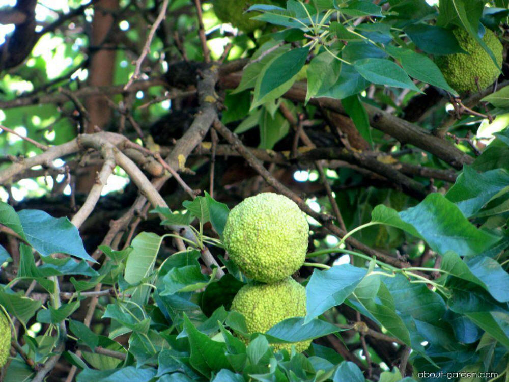 Maklura oranžová (Maklura pomifera) | About-garden.com