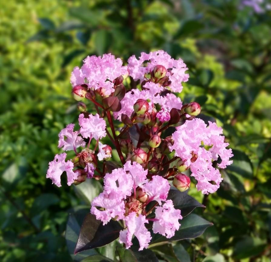 Crepe Myrtle (Lagerstroemia indica Rhapsody in Pink®) in the Crepe Myrtles  Database - Garden.org