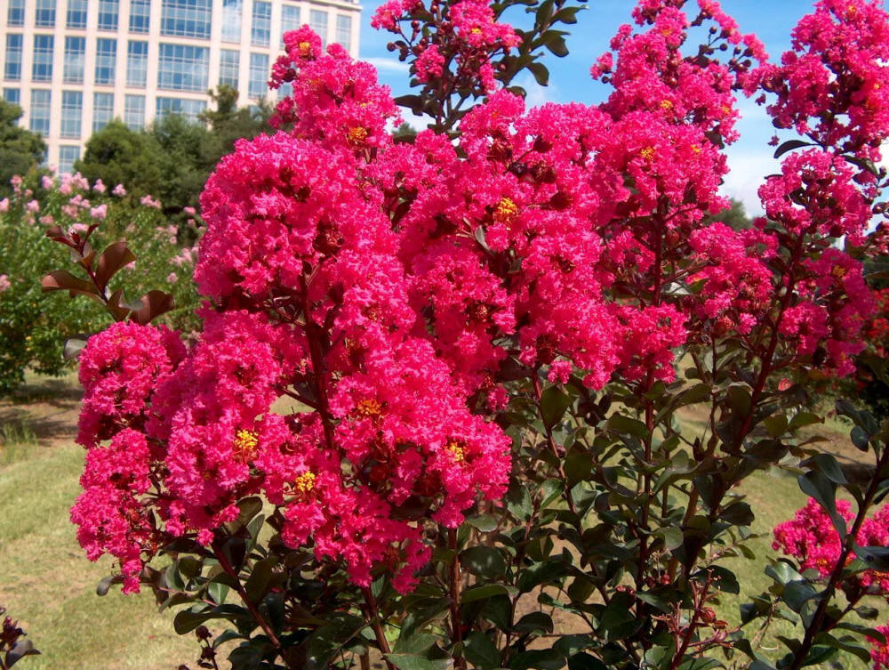 Amazon.com : Large HOT Pink Crape Myrtle, 2-4ft Tall When Shipped, Matures  8ft, 1 Tree, Bright HOT Pink Flowers, (Shipped Well Rooted in Pots with  Soil) : Garden & Outdoor
