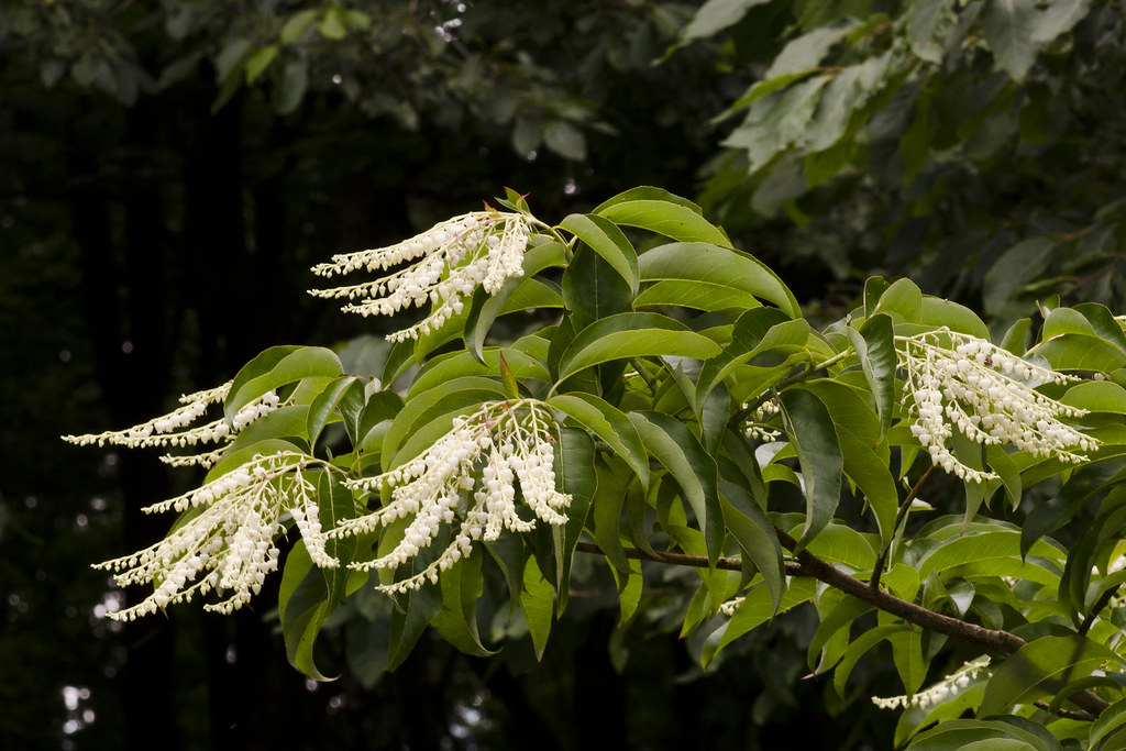 Bildresultat för Oxydendrum arboreum