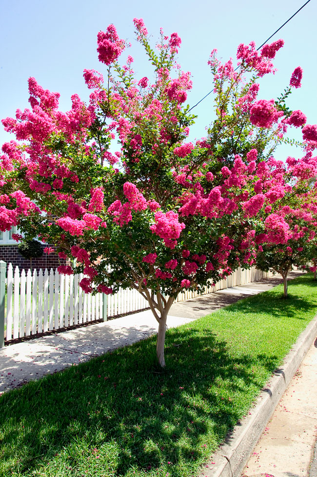 Crepe Myrtle - Burke's Backyard