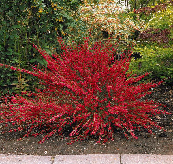 Genêt précoce Boskoop Ruby | Cytisus praecox | pot 1,5 L | fleurs rouges