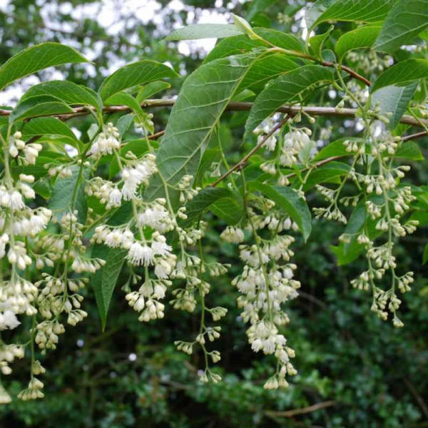 Pterostyrax hispida