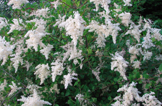 Holodiscus discolor - Xera Plants