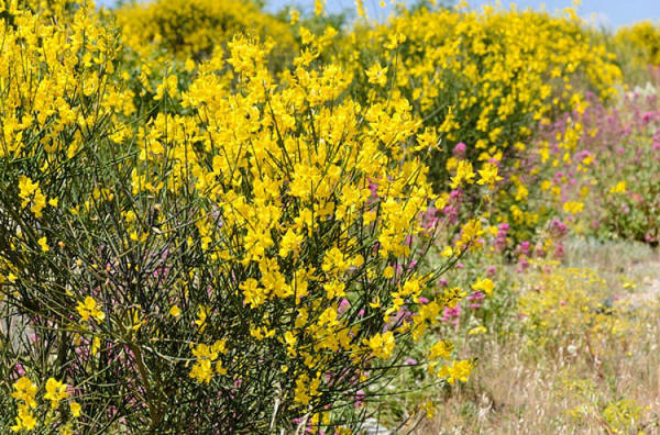 Spartium junceum (Spanish Broom)