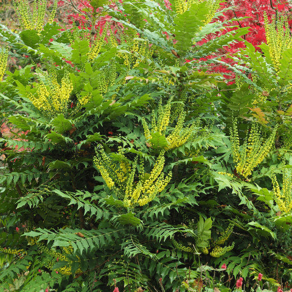 Mahonia Media 'Winter Sun' - Oregon Grape | GardenersDream