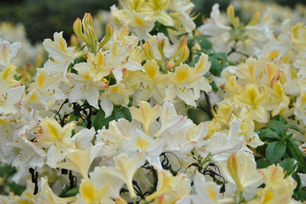 Rhododendron 'Daviesii' | Van den Berk Plantskolor