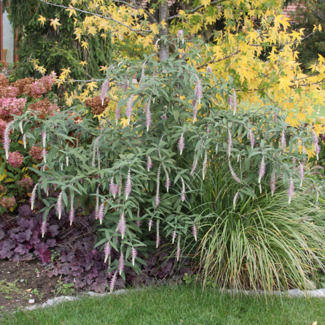 Rostrinucula dependens