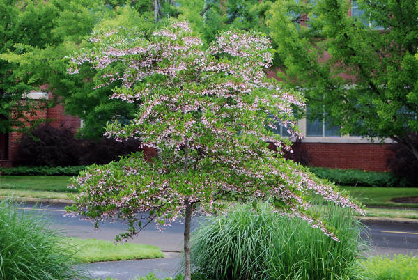 Styrax japonicus 'Pink Chimes' | Landscape Plants | Oregon State University