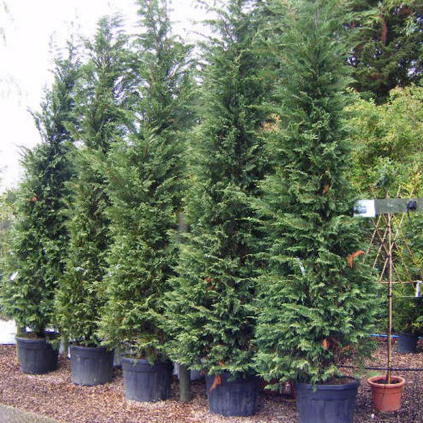 Buy Cupressocyparis leylandii - Leyland Cypress 4-4.5m tall - available for  sale online