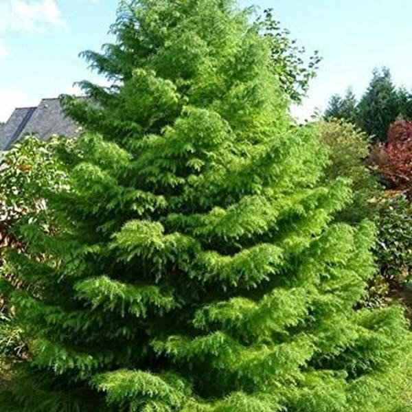 Buy Cryptomeria japonica: Japanese Red Cedar Seeds Online in USA, Cryptomeria  japonica: Japanese Red Cedar Seeds Price- TreeHelp.com