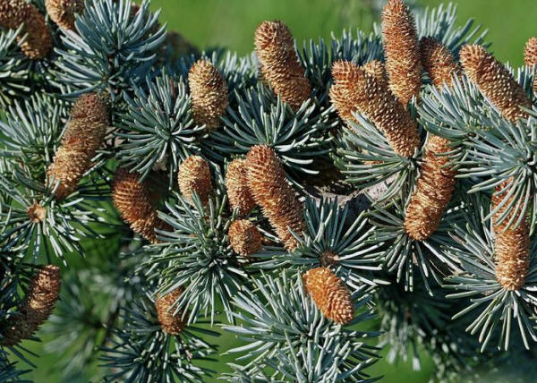 Atlas Cedar (cedrus Atlantica) Greeting Card for Sale by Dr. Nick Kurzenko