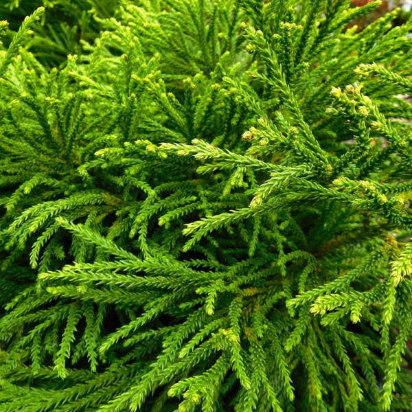 Cryptomeria japonica 'Globosa Nana' - The Palm Centre