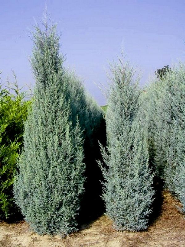 Hedge Plants : Cupressus arizonica Fastigiata Spiral 1,20/1,40 Clt 25