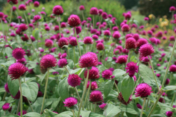May be an image of globe amaranth and nature