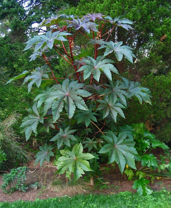 Ricinus communis 'Impala' - a bold plant for pots or borders | Plants,  Shade plants, Tropical landscaping