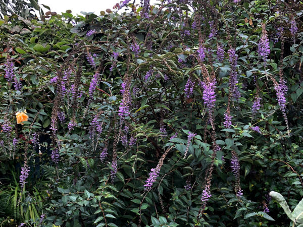 Buddleja lindleyana "Butterfly Bush" - Buy Online at Annie's Annuals