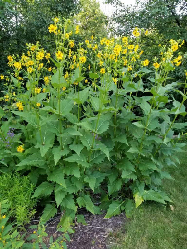 Cup Plant – Silphium perfoliatum – Grow and Care Guide – GrowIt BuildIT