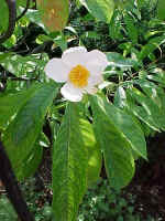 Franklinia alatamaha.jpg (50974 bytes)