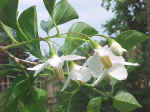 Styrax japonicus -shrub-x-fragrant Z5.jpg (67808 bytes)