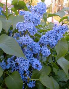 Paghat's Garden: Syringa vulgaris 'Light Blue' | Lilac tree, Lilac bushes,  Lilac flowers