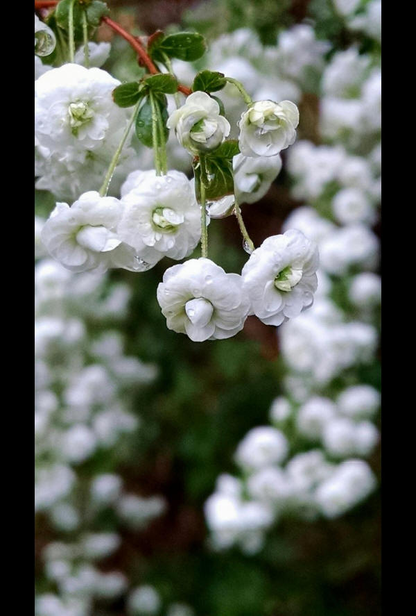 May be a close-up of baby's breath and nature