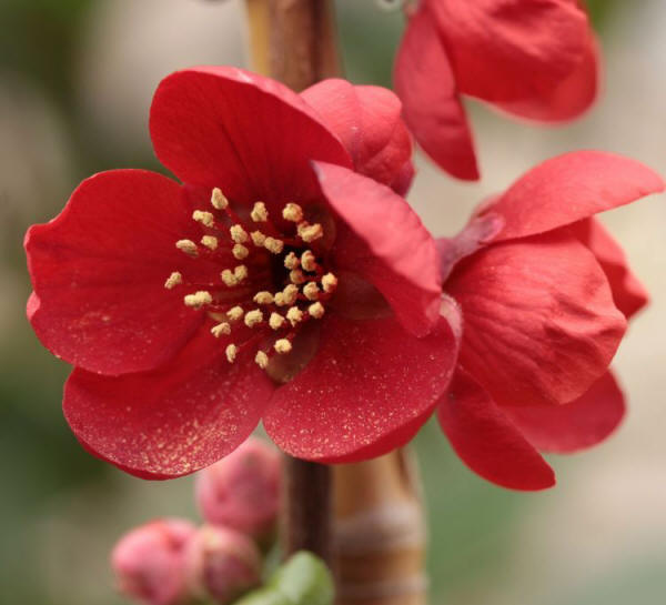 Chaenomeles x superba 'Crimson and Gold' (ornamental quince)
