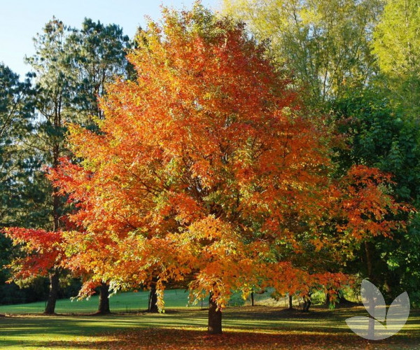 Nyssa sylvatica - Tupelo – Trees - Speciality Trees