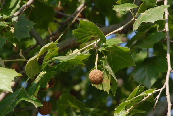 Platanus occidentalis (American Plane Tree, American Sycamore, Buttonwood,  Eastern Sycamore, Sycamore) | North Carolina Extension Gardener Plant  Toolbox