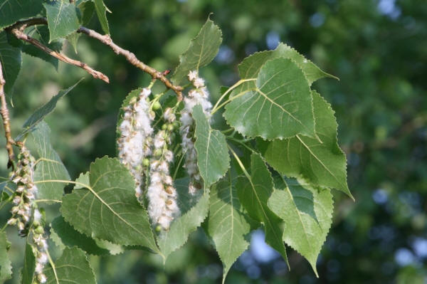 Populus deltoides (eastern cottonwood, necklace poplar): Go Botany
