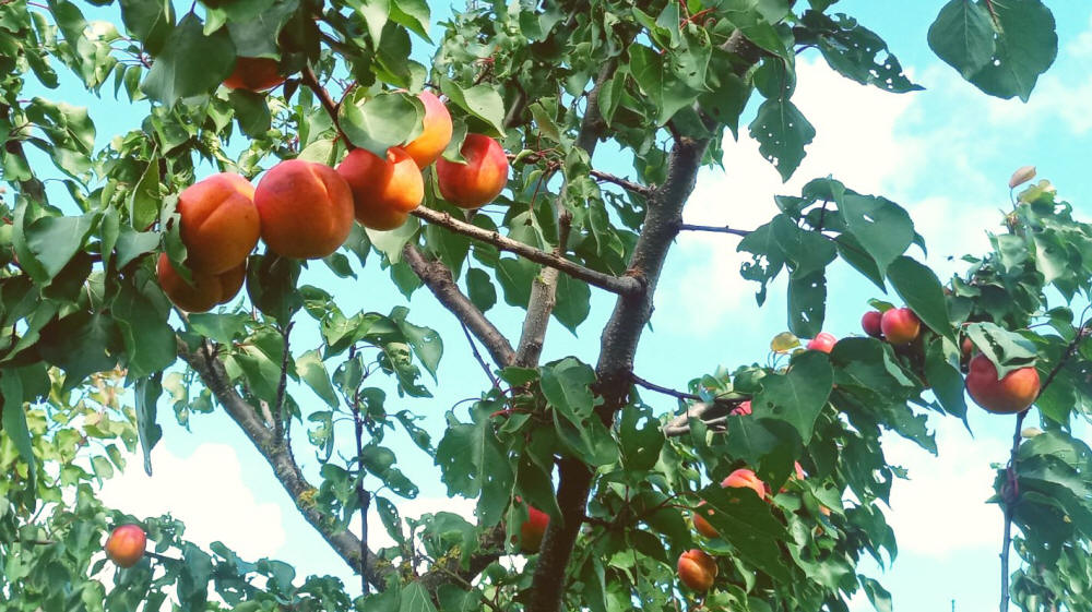 May be an image of fruit, stone-fruit tree and shadbush