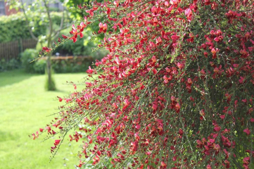 Common Broom 'Boskoop Ruby' | Genista | Flowering shrubs | Ornamental  Shrubs | Plants |