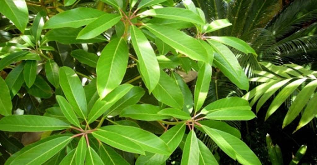 Ficha de Daphniphyllum himalense - Botánica Y Jardines
