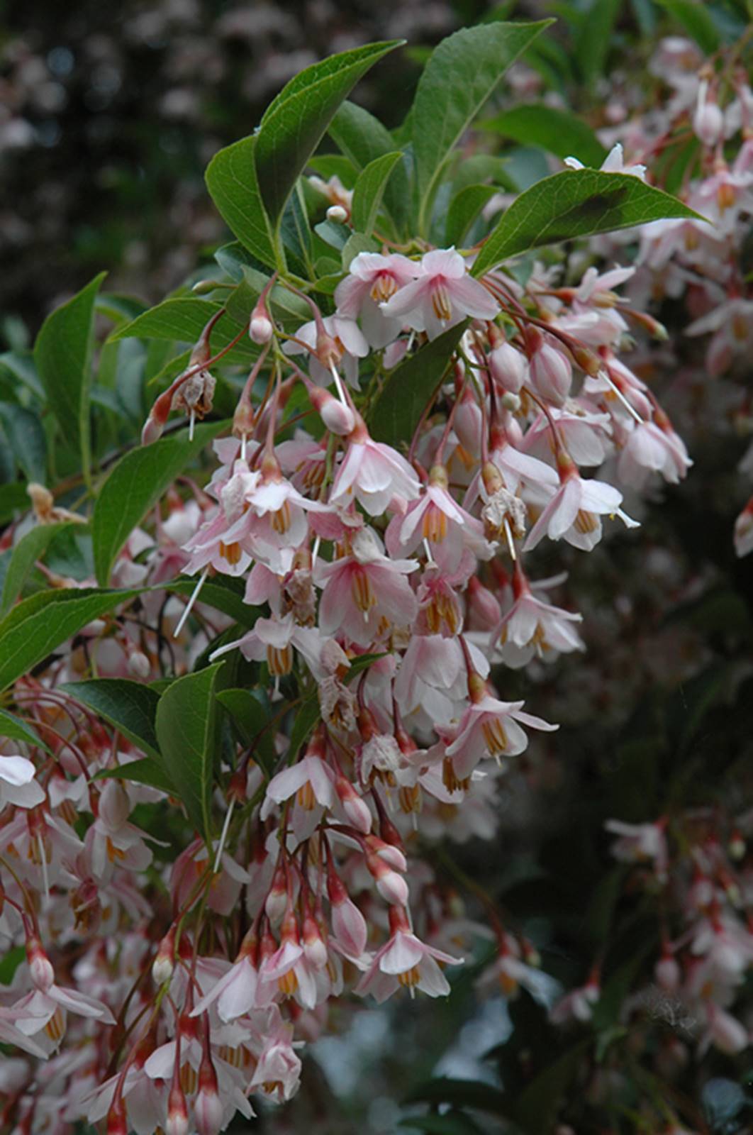 Pink Chimes Japanese Snowbell (Styrax japonicus 'Pink Chimes') in Boston  Hopkinton Chelmsford Hingham Middleborough Massachusetts MA at Weston  Nurseries